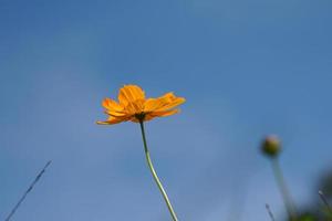 gelbe Kosmosblumen in einem Blumengarten foto