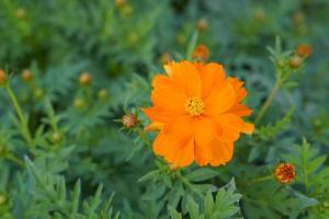 gelbe Kosmosblumen in einem Blumengarten foto