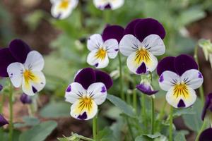 Gruppe von Stiefmütterchen im Garten foto