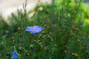 blaue Flachsblume. foto