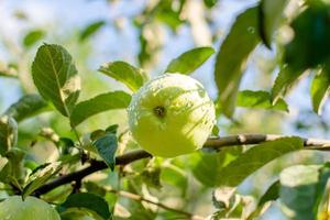 grüner reifer Apfel in Regentropfen foto