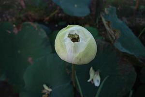 Nahaufnahme blühende Lotusblume im Pool foto