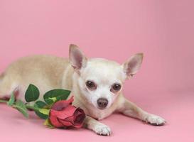 Brauner Chihuahua-Hund, der die Kamera anschaut und sich neben einer roten Rose auf rosafarbenem Hintergrund hinlegt. süße haustiere und valentinstag-konzept foto