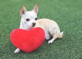 brauner chihuahua-hund, der sich mit rotem herzformkissen auf grünem gras hinlegt und wegschaut. Valentinstag-Konzept. foto