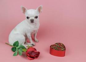weißer Chihuahua-Hund mit kurzen Haaren, der die Kamera anschaut und auf rosafarbenem Hintergrund sitzt. mit roter Rose und getrocknetem Hundefutter in herzförmiger Schüssel. hundeliebhaber und valentinstag-konzept foto