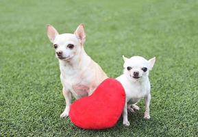 zwei chihuahua-hunde unterschiedlicher größe sitzen mit rotem herzformkissen auf grünem gras, lächeln und blicken in die kamera. Valentinstag-Konzept. foto