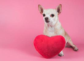 brauner chihuahua-hund, der mit rotem herzformkissen auf rosa hintergrund sitzt und kamera betrachtet. isoliert. Valentinstag-Konzept. foto