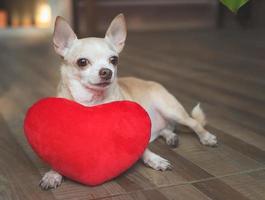 brauner chihuahua-hund, der sich mit rotem herzformkissen hinlegt. Valentinstag-Konzept. foto