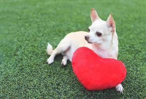 brauner chihuahua-hund, der sich mit rotem herzformkissen auf grünem gras hinlegt und wegschaut. Valentinstag-Konzept. foto