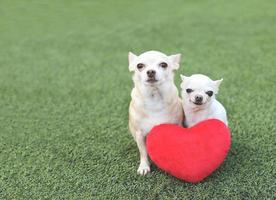 zwei chihuahua-hunde unterschiedlicher größe sitzen mit rotem herzformkissen auf grünem gras, lächeln und blicken in die kamera. Valentinstag-Konzept. foto