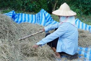 asiatischer Bauer arbeitet im Garten, trägt Hut, blaues Hemd, hält Stock, um Reisstrohhaufen zu treffen, die im Freien trocknen, um Reiskörner nach der Ernte zu erhalten. traditioneller landwirtschaftlicher Lebensstil. biologischer Anbau. foto