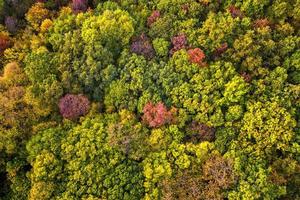 Herbstfarbenwald. Luftaufnahme von einer Drohne über bunte Herbstbäume im Wald. foto