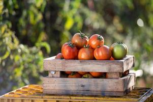 Bauern, die Tomaten in Holzkisten mit grünen Blättern und Blumen ernten. Stillleben mit frischen Tomaten isoliert auf Tomatenfarmhintergrund, Draufsicht des ökologischen Landbaus