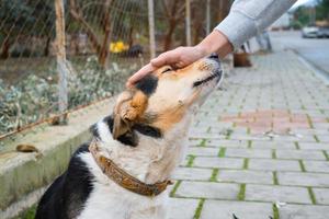 Frauenhand streichelt einen glücklichen einheimischen Hund, Platz für Text, Straßen- und Haustierpflege foto