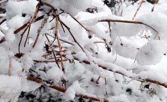 flauschiger Schnee auf den dreien foto