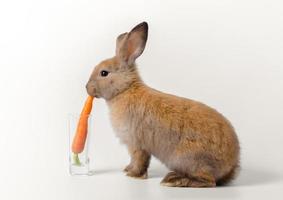 Brauner Hase, der Karotte isst, platziert in Glas auf weißem Hintergrund foto