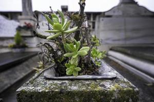 trockene Rosen auf dem Friedhof foto