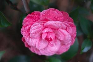 eine einzelne rosafarbene Blume der „frühen Wunder“-Kamelie, deren doppelte Blütenblätter mit Wassertropfen bedeckt sind. foto