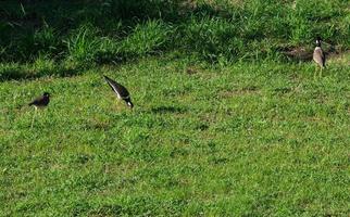 Gruppe von drei Schwarz-Weiß-Vögeln, die im Naturwald nach Nahrung jagen. Tierflügel in der Tierwelt foto