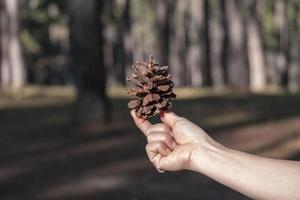 rechte Frauenhand, die braunen Kiefernsamen im Naturpark hält. tannenpflanze symbol für weihnachtsferien. foto