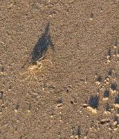 kleine Krabbe und schwarzer Schatten, die am goldenen Sandstrand am thailändischen Meer spazieren gehen foto