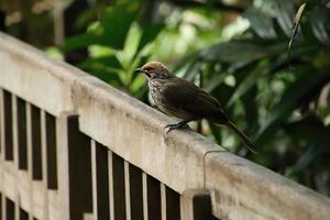 Strohköpfiger Bulbul in einem Naturschutzgebiet foto