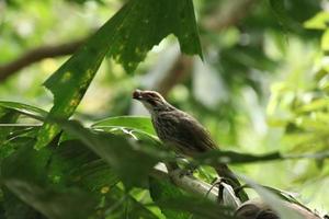 Strohköpfiger Bulbul in einem Naturschutzgebiet foto