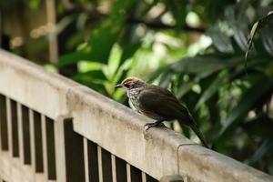 Strohköpfiger Bulbul in einem Naturschutzgebiet foto