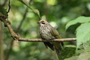 Strohköpfiger Bulbul in einem Naturschutzgebiet foto