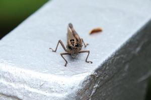 Sporn-throated Heuschrecke auf einem Baumstamm foto