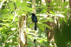 Drongo mit größerem Schlägerschwanz im Unterholz foto