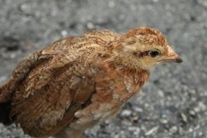 Roter Dschungelhühnerhühnerhahn in einer Parkfarm foto