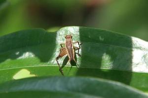 Insekten in einem Naturschutzgebiet foto