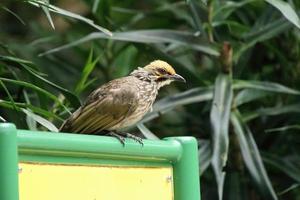 Strohköpfiger Bulbul in einem Naturschutzgebiet foto