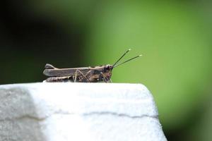 Sporn-throated Heuschrecke auf einem Baumstamm foto