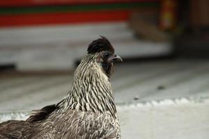 Roter Dschungelhühnerhühnerhahn in einer Parkfarm foto