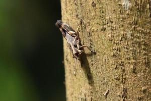 Sporn-throated Heuschrecke auf einem Baumstamm foto