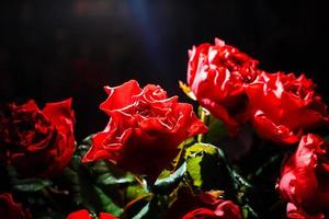 rote Rosen auf schwarzem Hintergrund. festliches Blumenarrangement foto