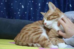 kratzt sich regelmäßig am Kinn der Katze. Kätzchen sehr glücklich zu machen. orange gestromte Katze, die sich auf das Bett legt. foto