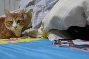 Zwei Katzen spielen zusammen. orange gestromte Katze und schwarze Katze auf dem Bett. Tabby-Kätzchen mag vor der Kamera. schwarzes kätzchen lugt unter die decke. foto