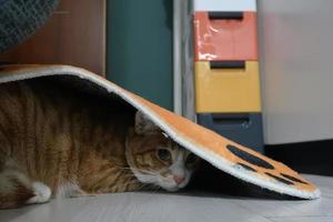 Orange Tabby-Katze spielt drinnen. kleines Kätzchen. Blick in die Kamera foto