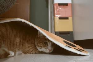 Orange Tabby-Katze spielt drinnen. kleines Kätzchen. Blick in die Kamera foto
