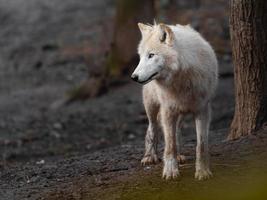 Polarwolf im Zoo foto