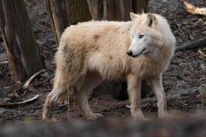 Polarwolf im Zoo foto