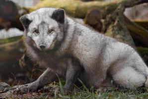 Polarfuchs im Zoo foto