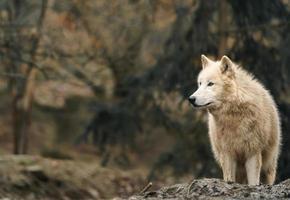 Polarwolf im Zoo foto