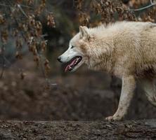 Polarwolf im Zoo foto