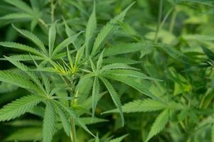 Cannabis-Marihuana-Pflanzen im Wissenschaftslabor zur Herstellung von Medikamenten und Kräuterprodukten im Landschaftsbanner