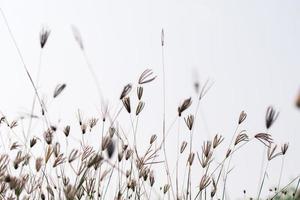 Wiesenblumen in weichem, warmem Licht. verschwommener natürlicher hintergrund der weinleseherbstlandschaft foto