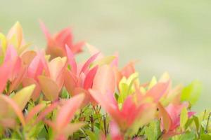 Naturblattpflanze mit Kopienraum unter Verwendung als Hintergrundleerzeichen für Design foto